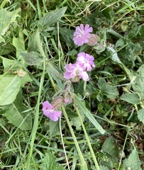 Melandrium