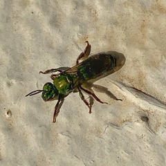 Pseudaugochlora