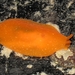 Citrus Gumdrop - Photo (c) eyeweed, some rights reserved (CC BY-NC-ND)