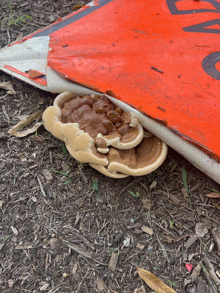 Ganoderma sessile · August 2026 · photo: Photo: (c) Spencer Bierman, some rights reserved (CC BY) · iNaturalist