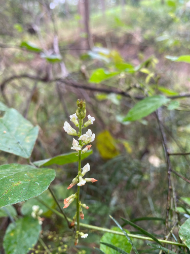 Neonotonia wightii, photograph 4