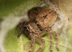Polybetes rapidus