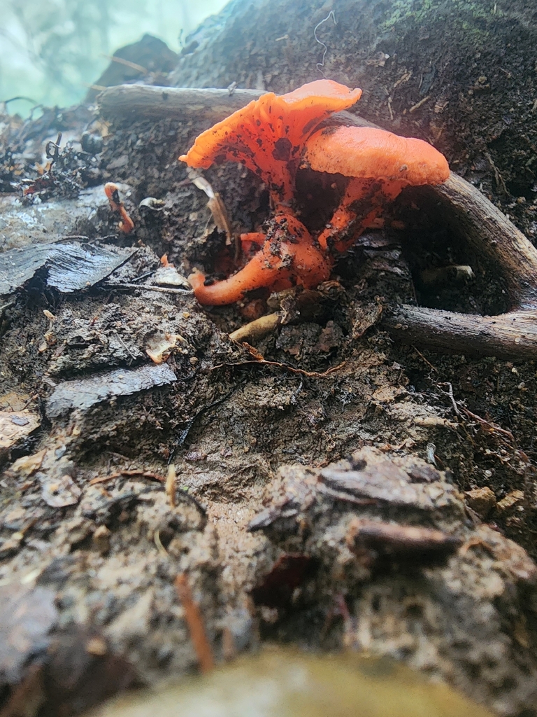 Red Chanterelle · August 2026 · photo: Photo: (c) Erin Collins, some rights reserved (CC BY) · iNaturalist