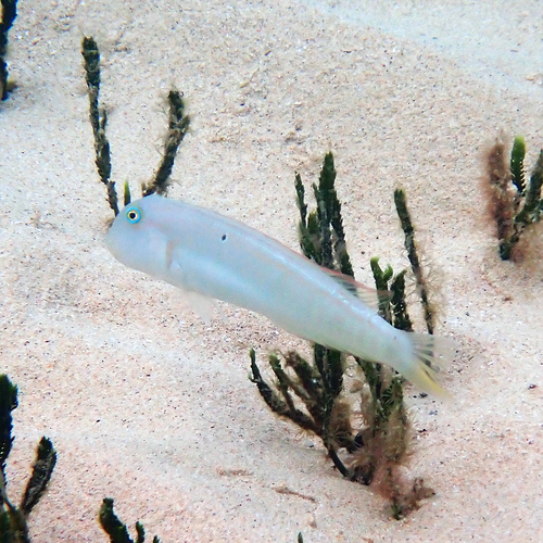 Cymolutes praetextatus observed 2026-08-06