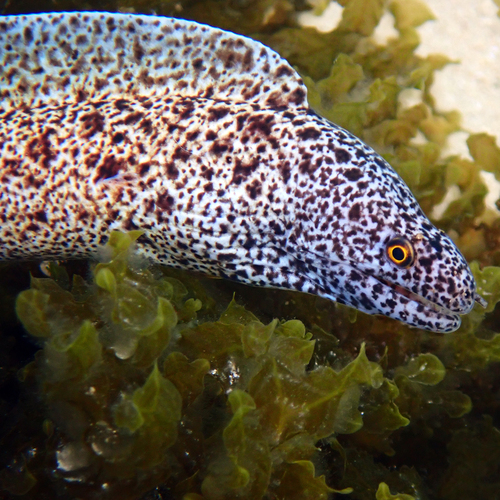 Gymnothorax annasona observed 2026-08-06
