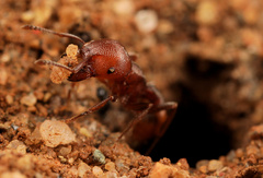 Tetramorium setuliferum