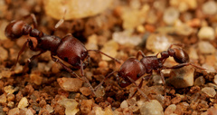 Tetramorium setuliferum