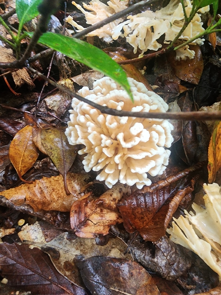 Eastern cauliflower mushroom · August 2026 · photo: Photo: (c) Erin Collins, some rights reserved (CC BY) · iNaturalist