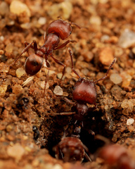 Tetramorium setuliferum