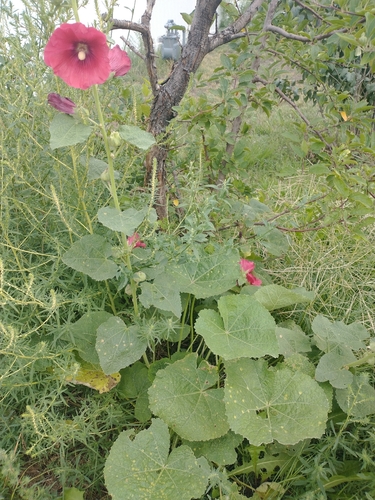 Hollyhock