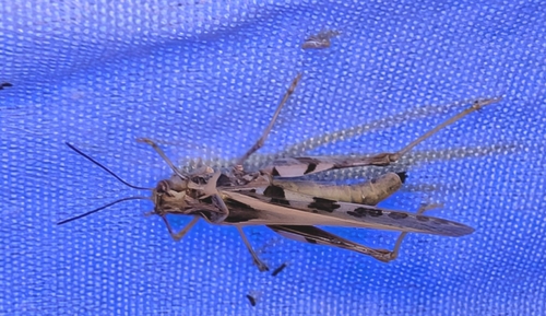 Hippopedon capito