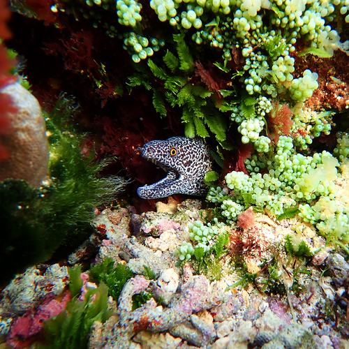 Gymnothorax annasona observed 2026-08-07