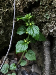 Lamium galeobdolon