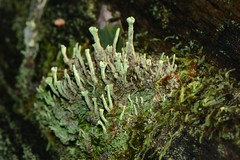 Cladonia humilis