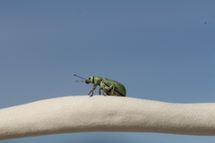 Pachyrhinus lethierryi