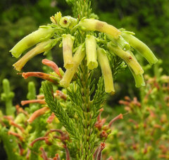 Erica brachialis