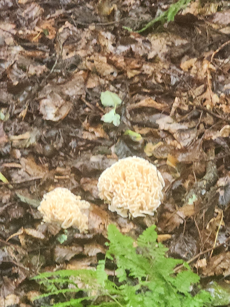 Eastern cauliflower mushroom · August 2026 · photo: Photo: (c) Erin Collins, some rights reserved (CC BY) · iNaturalist