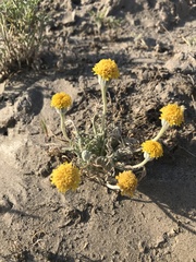 Trichoptilium incisum