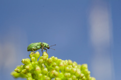 Pachyrhinus lethierryi