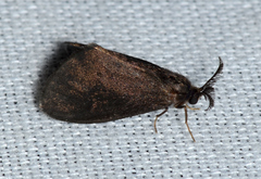 Cryptothelea gloverii