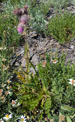 Cirsium edule, photograph 4