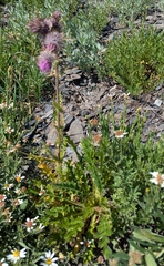 Cirsium edule, photograph (c) John Brew, some rights reserved (CC BY)