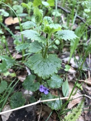 Glechoma hederacea
