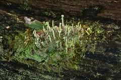 Cladonia humilis