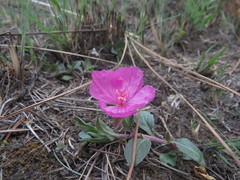 Oenothera deserticola