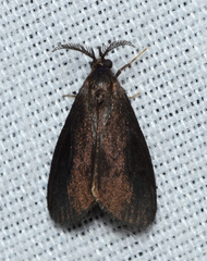 Cryptothelea gloverii