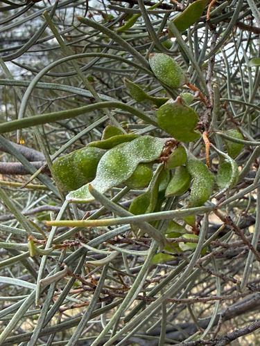 Mulga Acacia