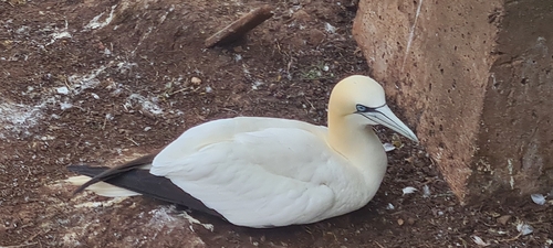 Northern Gannet