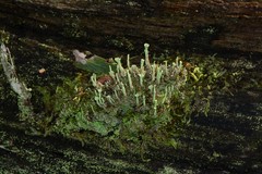 Cladonia humilis