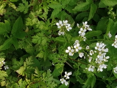 Cardamine amara