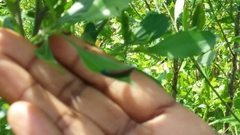 Trirhabda bacharidis