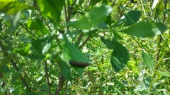 Trirhabda bacharidis