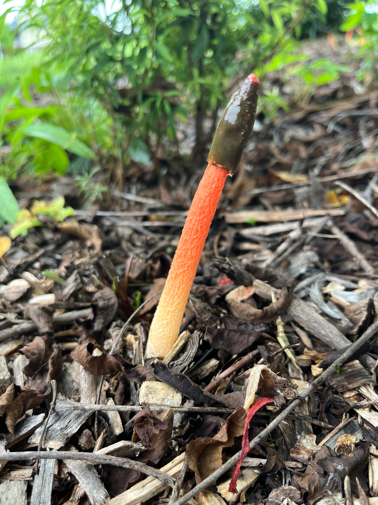 Wrinkly Stinkhorn · August 2026 · photo: Photo: (c) danpatrick, some rights reserved (CC BY) · iNaturalist