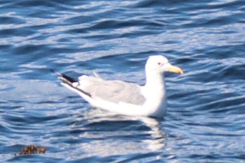 California Gull