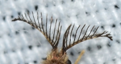 Cryptothelea nigrita