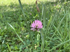 Trifolium pratense