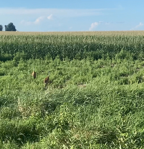 Sandhill Crane