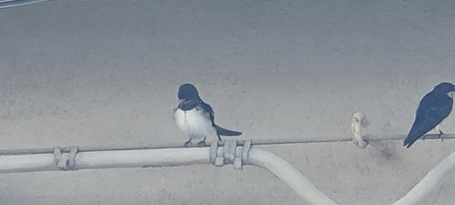 Barn Swallow