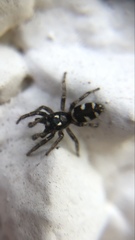 Salticus scenicus