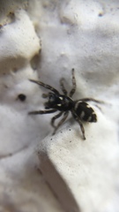 Salticus scenicus