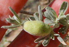 Asphondylia atriplicis