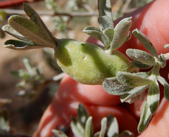 Asphondylia atriplicis