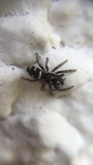 Salticus scenicus