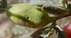 Asphondylia atriplicis