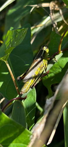 Two-striped Grasshopper