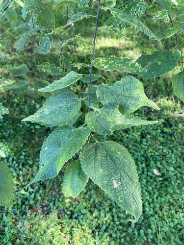 common hackberry